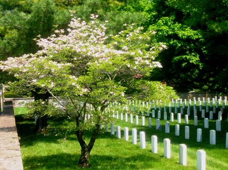Dogwood tree in bloom at Staunton National Cemetery.